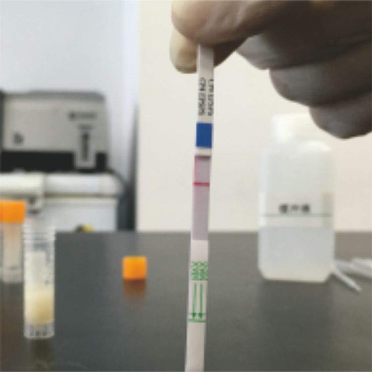 轉(zhuǎn)基因快速檢測(cè)試紙（抗除草劑系列）