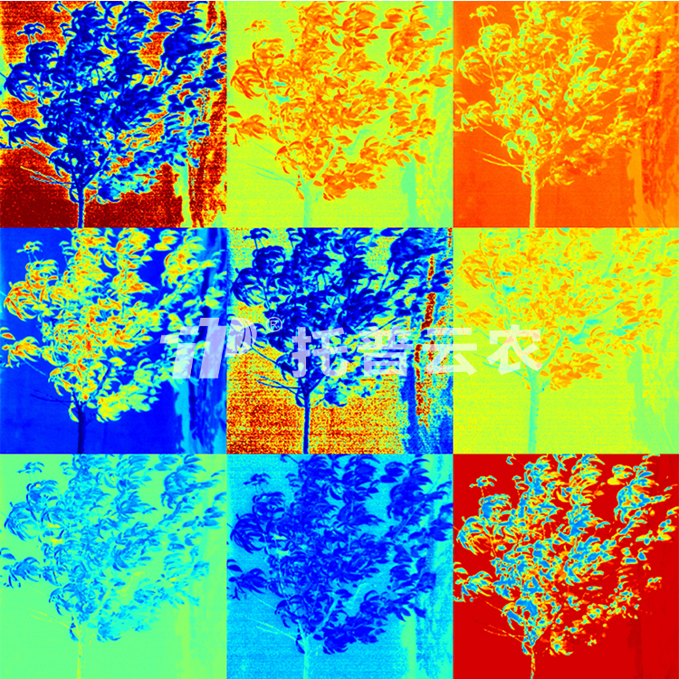 果樹解析圖2（水?。?jpg